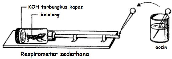 Seperti Segarnya Udara Gunung: CONTOH LAPORAN PRAKTIKUM 