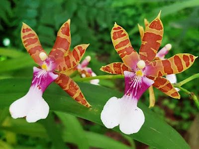 Striped orchids