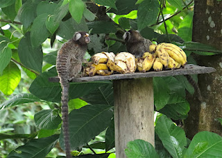 Buffy-tufted Marmoset