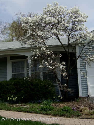 My Magnificent Misplaced Mystery Magnolia