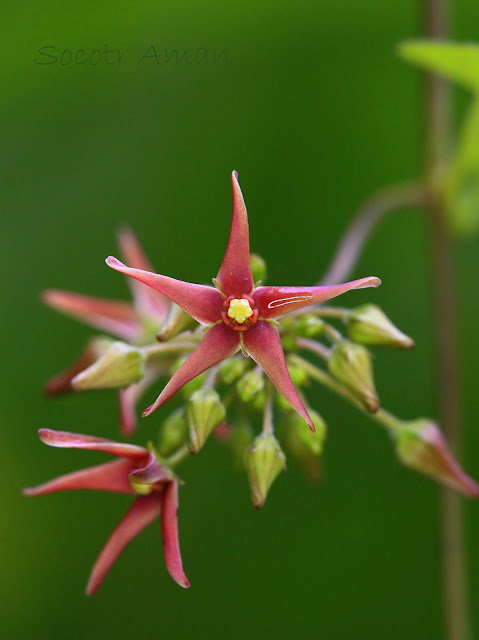 Vincetoxicum sublanceolatum