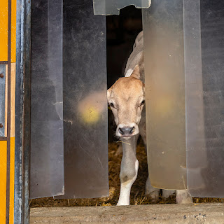 Ein Kalb sieht vorsichtig neugierig aus dem Stall heraus, was da draussen vor sich geht.