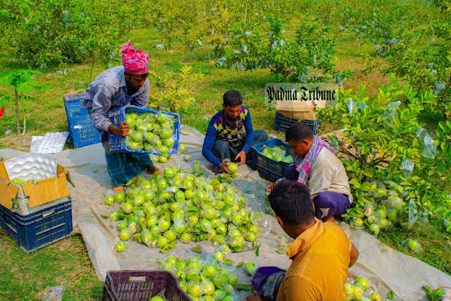 পেয়ারা নিয়ে বিপাকে ঈশ্বরদীর কৃষকেরা