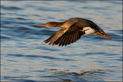 [Image: red-breasted-merganser-female-flying_9171.jpg]