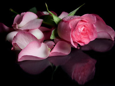 fotografias de rosas linda