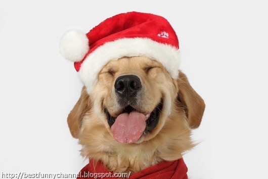 Funny Christmas dog.   