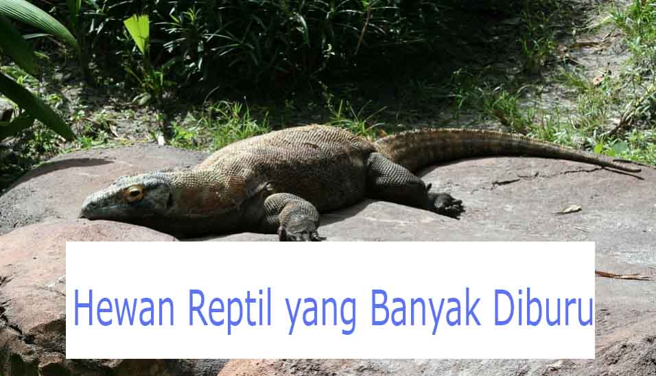 9 Hewan  Reptil yang Banyak Diburu dan  Penjelasannya  