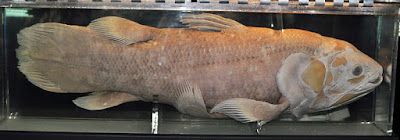 Coelacanth fossil fish caught