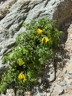 [Papaveraceae] Corydalis lutea – Rock Fumewort, Yellow Corydalis (Colombina gialla).