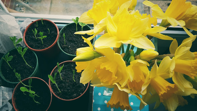 Project 366 2016 day 77 - Daffodils and sweet peas from seed // 76sunflowers