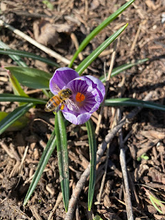 Honey Bee on Purple Crocus