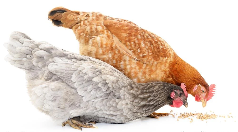 CLAIM: Tractor Supply chicken feed allegedly laced with ingredients causing chickens to stop laying eggs; company board members tied to WEF, Jeffrey Epstein