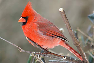 red cardinal bird