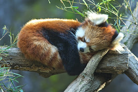 40 Adorable red panda pictures (40 pics), red panda sleeping on tree log