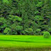 Beautiful trees Wallpapers New Green Trees