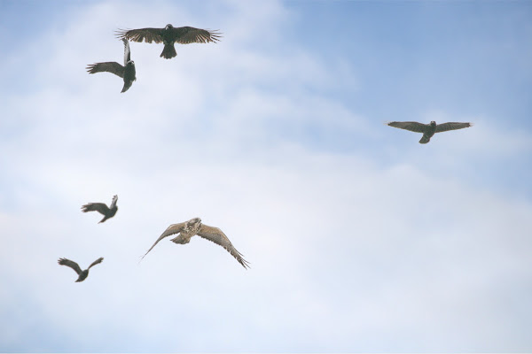 Immature Swainson's Hawk being chased by crows in Brooklyn.