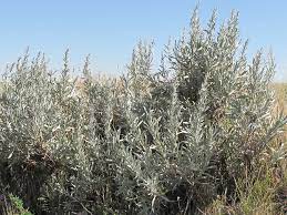  Sagebrush for gray hair: benefits and recipes