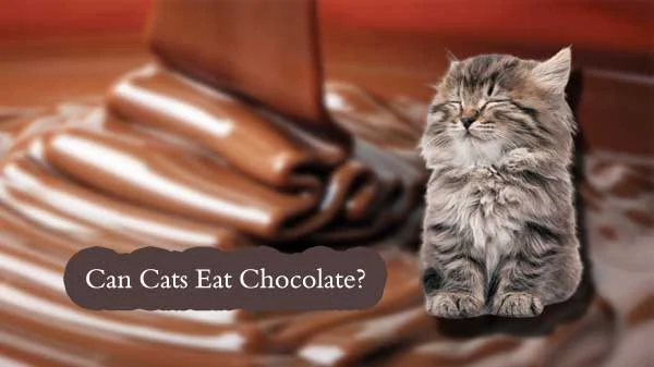 can cats eat chocolate