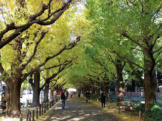 street lined with ginkgo trees in Jingu-gaien