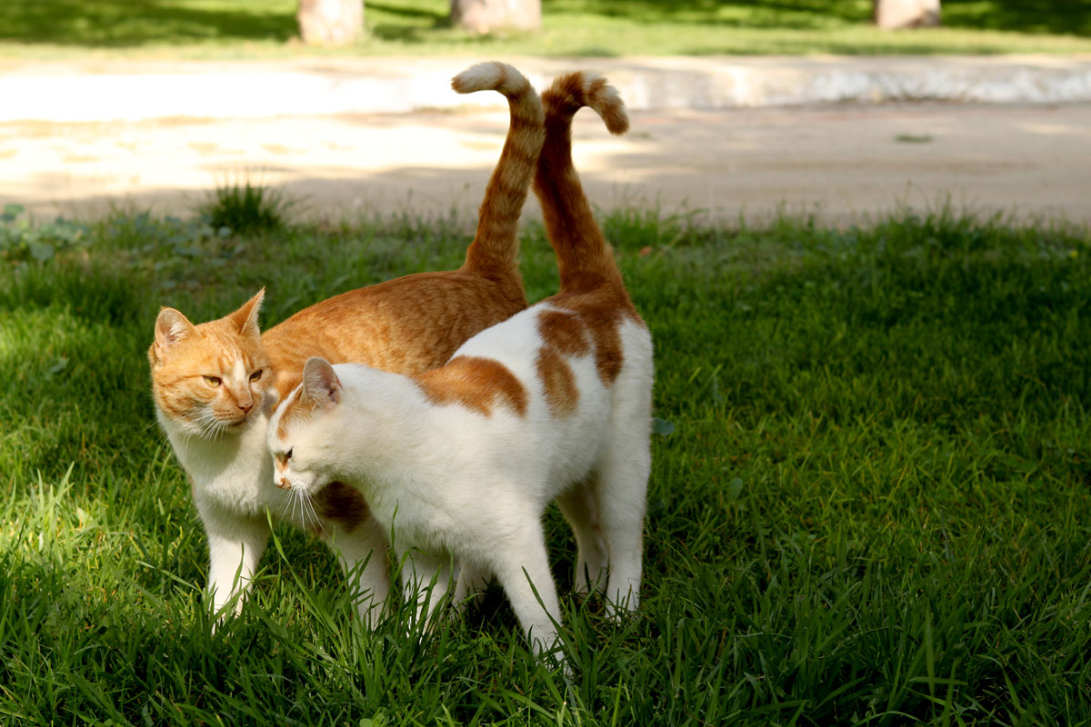 Звуки гуляющих котов. Поведение животных. Репродуктивное поведение животных. Комфортное поведение животных. Половое поведение кошек.