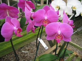 Orchids