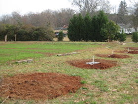 4 little fruit trees, all in a row