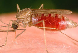 https://blogger.googleusercontent.com/img/b/R29vZ2xl/AVvXsEi7SXab_NKK7e76VX9R0BKE3jmwxkQ9lw8qiefVbdIHbyzaHDrV1EQpgKz3VX6tFc5VqcwUYUc0UkYg4YvXqDDv4B7mLWOWBiBbMjjlHLrKt97PJwF4u0Hea5EuQc06yzSGlMbkSe_bNB8/s320/top10_deadly_mosquito.jpg