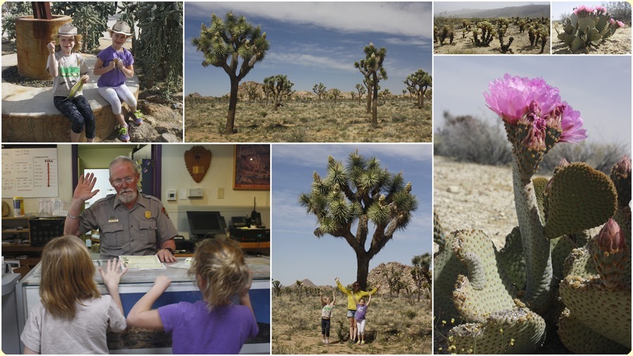 83 Jojoba Hills 20155