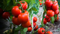 Manfaat Tersembunyi dari Keistimewaan Buah Tomat