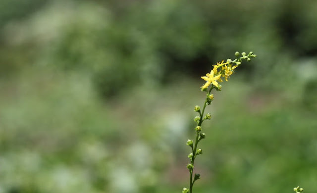 Agrimony Flowers Pictures