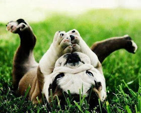 Cute dogs - part 8 (50 pics), bulldog puppy lays down on grass