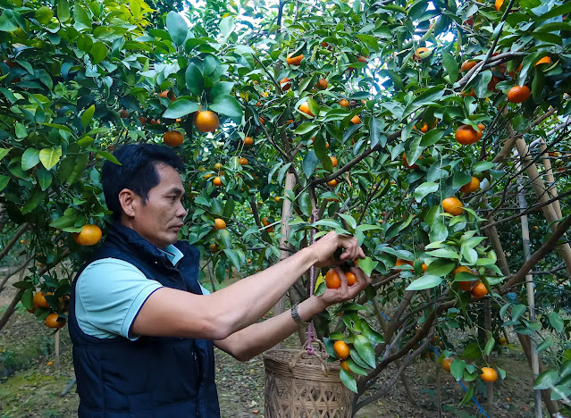 Sihui City is the origin of China’s most popular fruit, sugar orange.  Now is the sugar orange picking season.