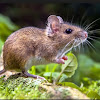 Cara Jitu mengusir Tikus