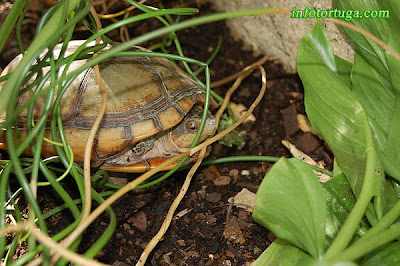 Kinosternon cruentatum albogulare