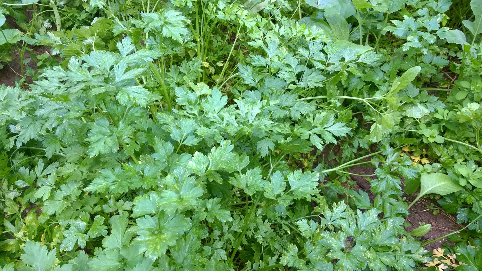 Parsley is the common name for a bright green, biennial herb {Petroselinum crispum},which is extensively cultivated for its leaves.