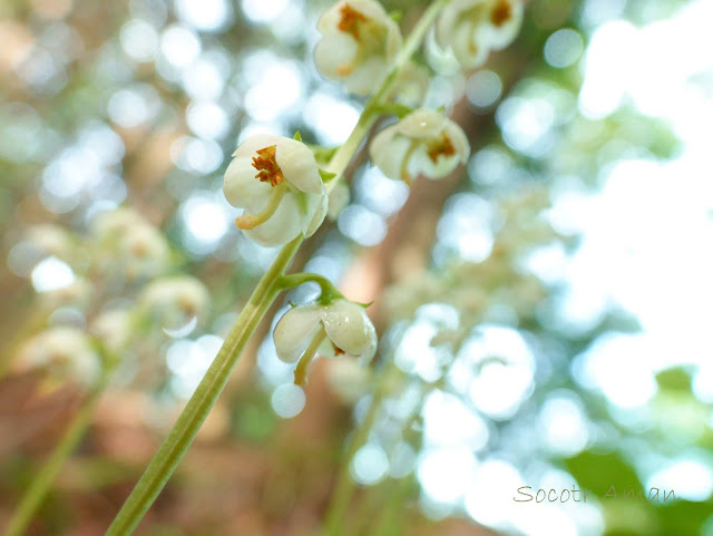 Pyrola japonica