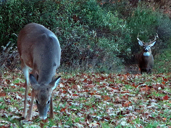 nice 8-point buck