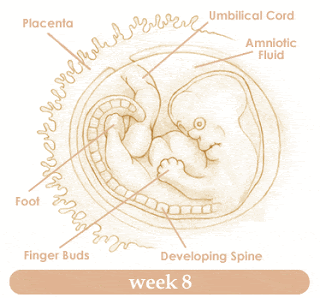 week 8 of pregnancy