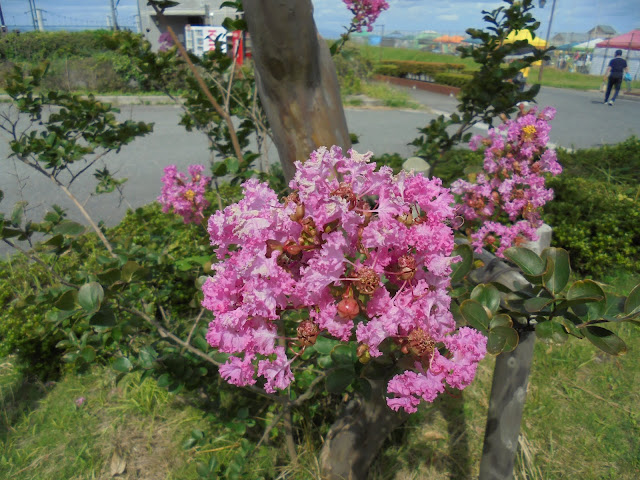 サルスベリが花盛り