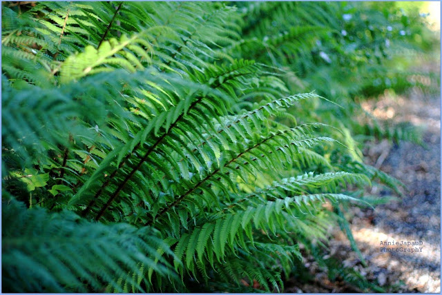 ferns, green,  Summer light © Annie Japaud Photography 2013