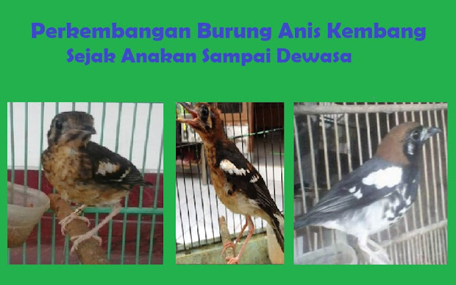 pertumbuhan burung anis kembang