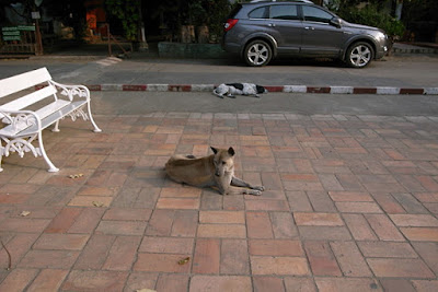 タイの野良犬