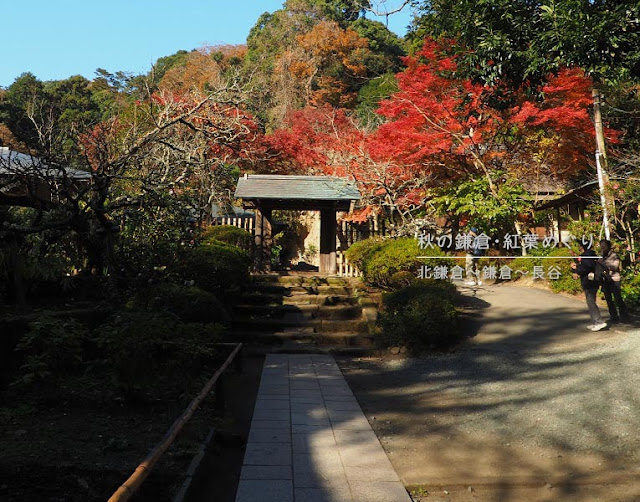 鎌倉の紅葉巡り：浄智寺