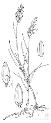 Panicum gouinii