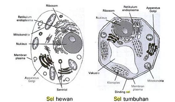 Biologi Kelas XI Sel  Eukariotik Biologi Kelas