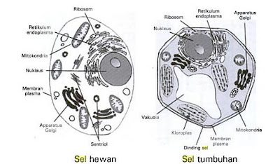 Biologi Kelas  XI  Sel  Eukariotik Biologi Kelas 