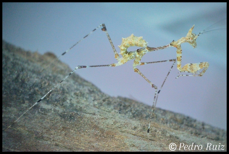 Ninfa macho L3 de Sibylla pretiosa