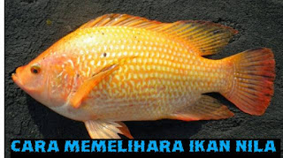 Cara memelihara ikan nila