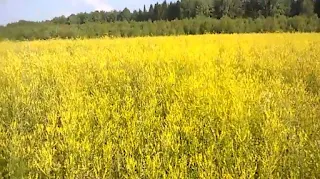 Wie man Felder mit Bienen bestäubt