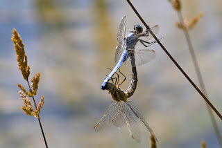 Para ampliar Orthetrum brunneum (Libélula azul) hacer clic